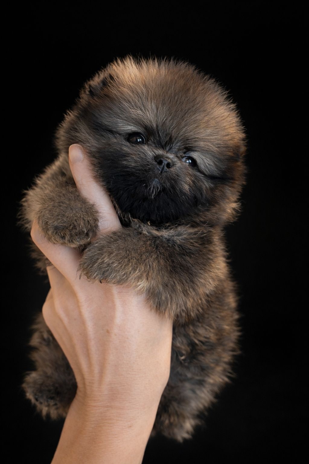 Edellisetä pentueesta, ollaan muutettu jo uuteen kotiin