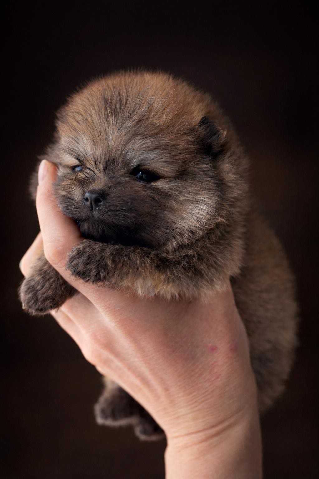 Pikkutyttö 4 viikkoa / vapaa / 3000€