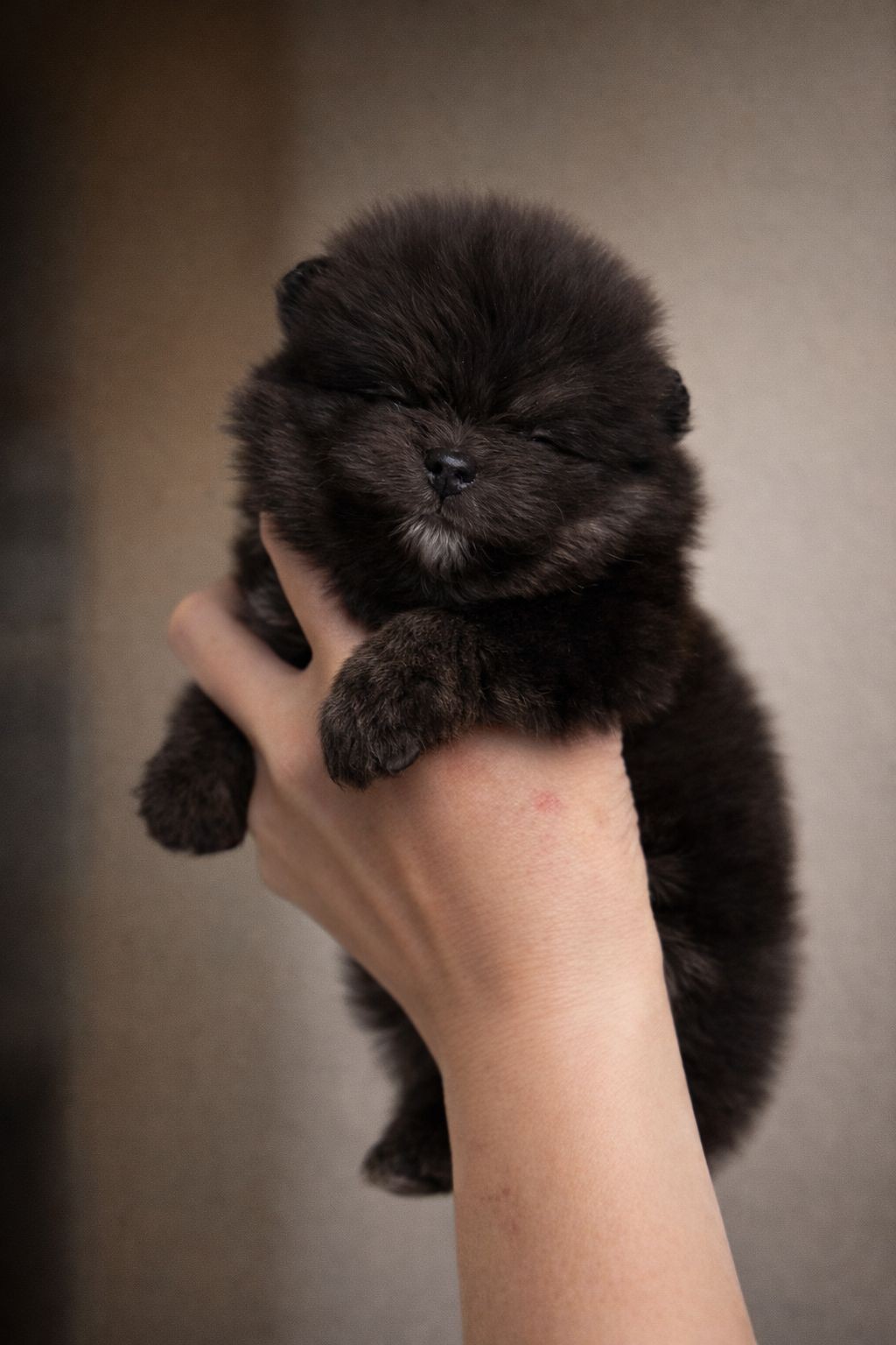 Pikkutyttö Black & Tan / Ei myynnissä