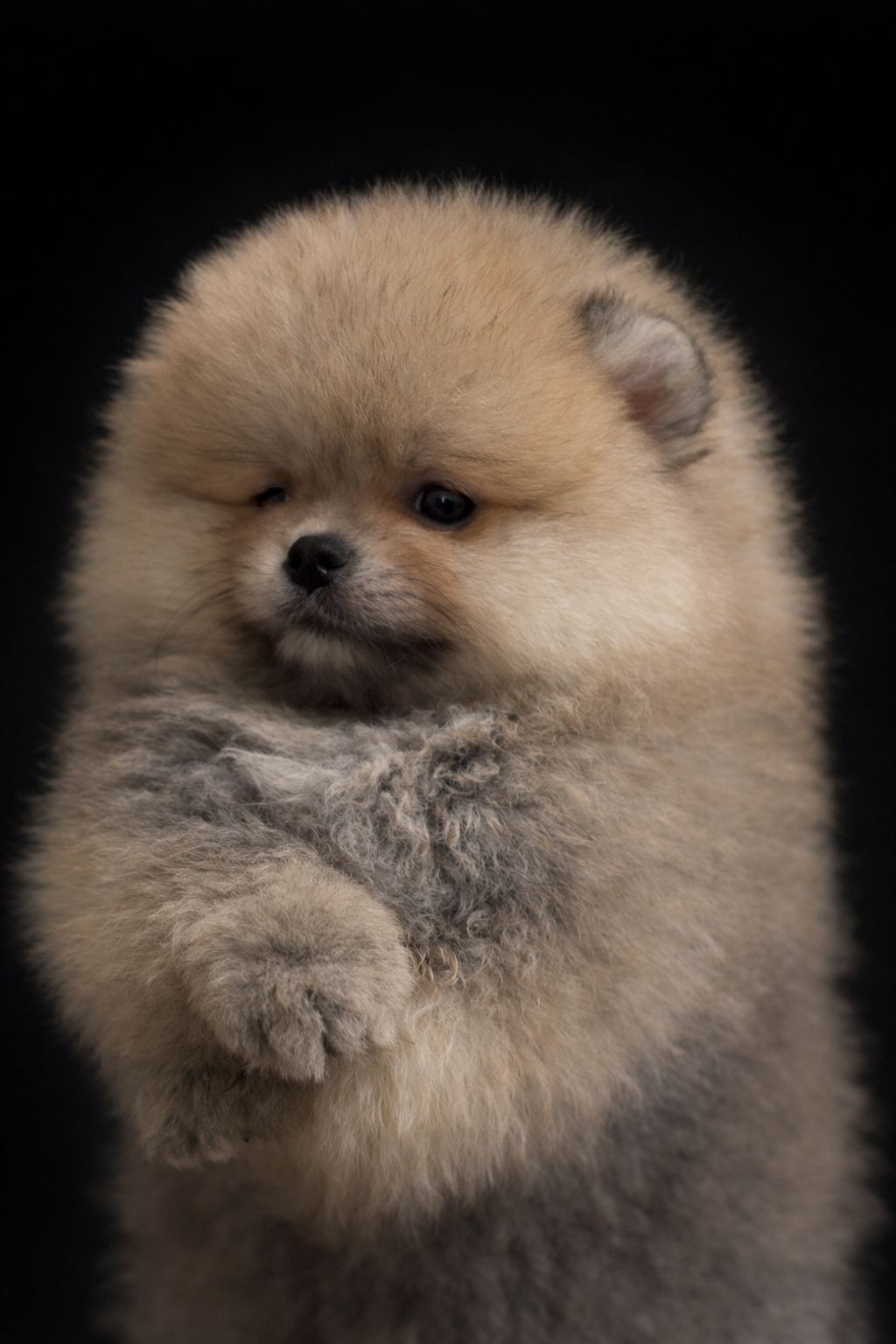 Vaalea oranssi poika 15.02. syntyneestä pentueesta / varattu / kuva 05.04.2026