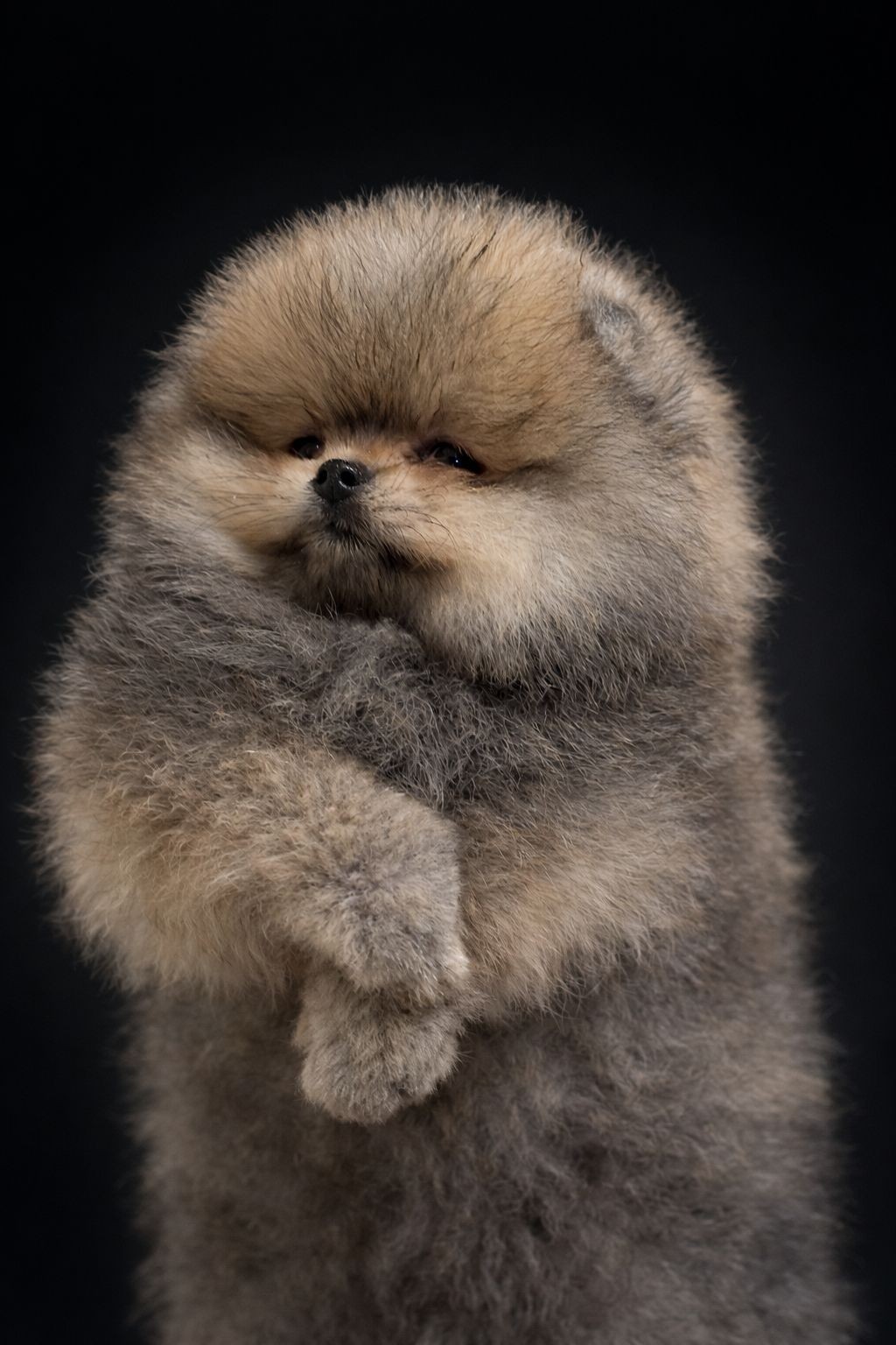 Tyttö 05.04.2026 / luovutettu uuteen kotiin